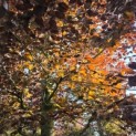 Fagus sylvatica 'Atropunicea' - mei 2026