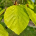 Fagus sylvatica 'Zlatia' - Foto 6