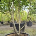 Magnolia 'Susan' - Foto 1
