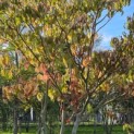 Cornus controversa - Foto 6