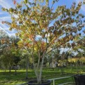 Cornus controversa - Foto 5