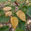 Betulus utilis Doorenbos (Jacquemontii) - herfst