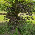 Fagus sylvatica 'Atropunicea' - 10