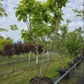Catalpa bignonioides 'Aurea' - 2