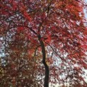Acer palmatum 'Garnet' - 1