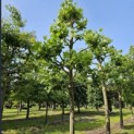 Platanus x hispanica - 4