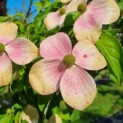 Cornus 'Norman Hadden' - Afbeelding 2