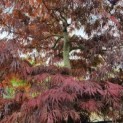 Acer palmatum 'Tamukeyama' - Afbeelding 3