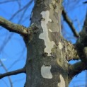 Platanus x hispanica - Foto 2
