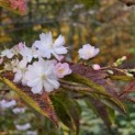 Prunus x Subhirtella 'Autumnalis Rosea' - bloei najaar 2024