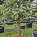 Cedrus libani 'Glauca' - 2