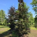 Fagus sylvatica 'Atropunicea' - Foto 1