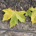 Platanus cultivar - Foto 1