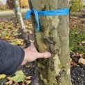 Platanus cultivar - Foto 3