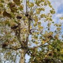 Platanus cultivar - Foto 2