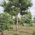 Heptacodium miconioides - Foto 1