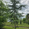 Cedrus deodara - 3