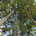 Betula utilis 'Doorenbos' - 7