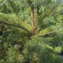 Pinus sylvestris - Foto 3