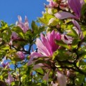 Magnolia 'Susan' - 1
