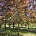 Fagus sylvatica 'Atropunicea' - 2
