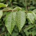 Prunus avium 'Regina' - 2