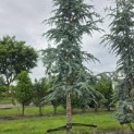 Cedrus libani 'Glauca' - 1