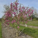 Magnolia 'Susan' - 3