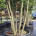 Quercus ilex - 5