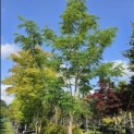 Albizia julibrissin - 4