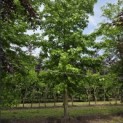 Liquidambar styraciflua - juni 2026