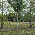 Acer rubrum 'Red Sunset' - 7