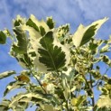 Liriodendron tulipifera 'Snowbird' - 5