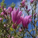 Magnolia Susan - 1