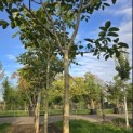 Juglans regia 'Cyril' - Foto 2