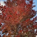 #61 Fagus sylvatica 'Atropunicea' Rotbuche