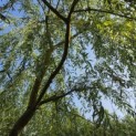 Salix x sepulcralis 'Chrysocoma' - 3