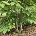 Davidia involucrata - Foto 3