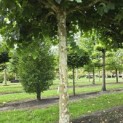 Platanus hispanica - Foto 6