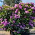 Rhododendron 'Catawbiense Grandiflorum' - Afbeelding 1