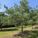 Pinus sylvestris - 1