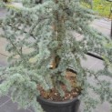 Cedrus libani 'Glauca' - Foto 2