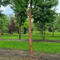 Acer griseum x nikoense - Foto 3