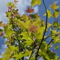 Liquidambar formosa 'Ellen' - 5