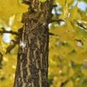 Ginkgo biloba - 3