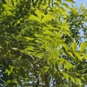 Carya illinoinensis - 5