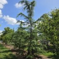 Cedrus deodara - 1