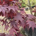 Acer palmatum 'Bloodgood' - 3
