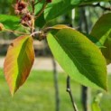 Amelanchier lamarckii - Afbeelding 5