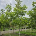 Carya illinoinensis 'Wichita' - Foto 2